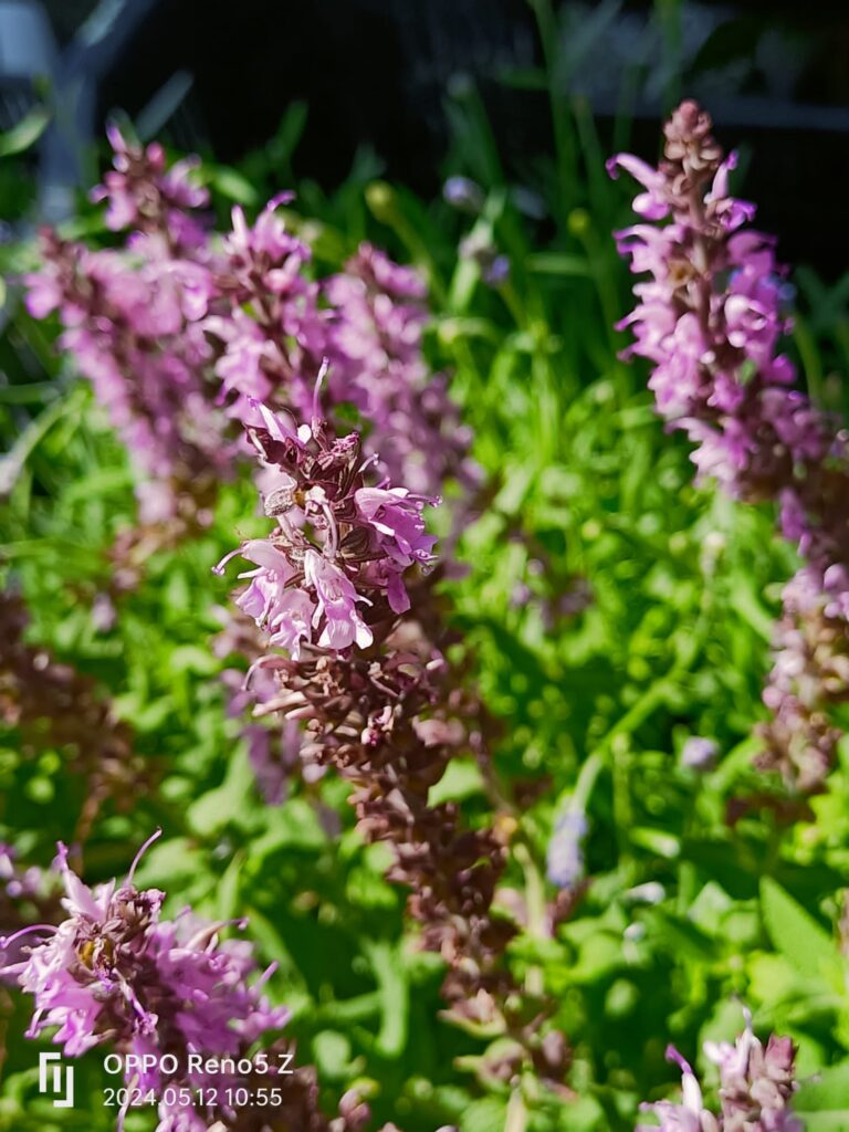 kwiaty